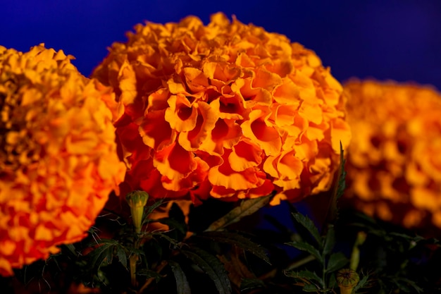 Foto cempasuchil gele goudsbloem bloemen cempazchitl voor altaren van de dag van de doden mexico