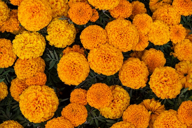Cempasuchil yellow marigold flowers cempazchitl for altars of day of the dead mexico