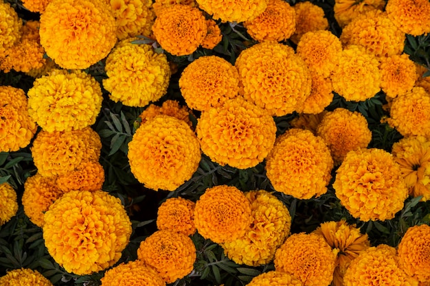 Cempasuchil fiori di calendula gialli cempazchitl per altari del giorno dei morti messico