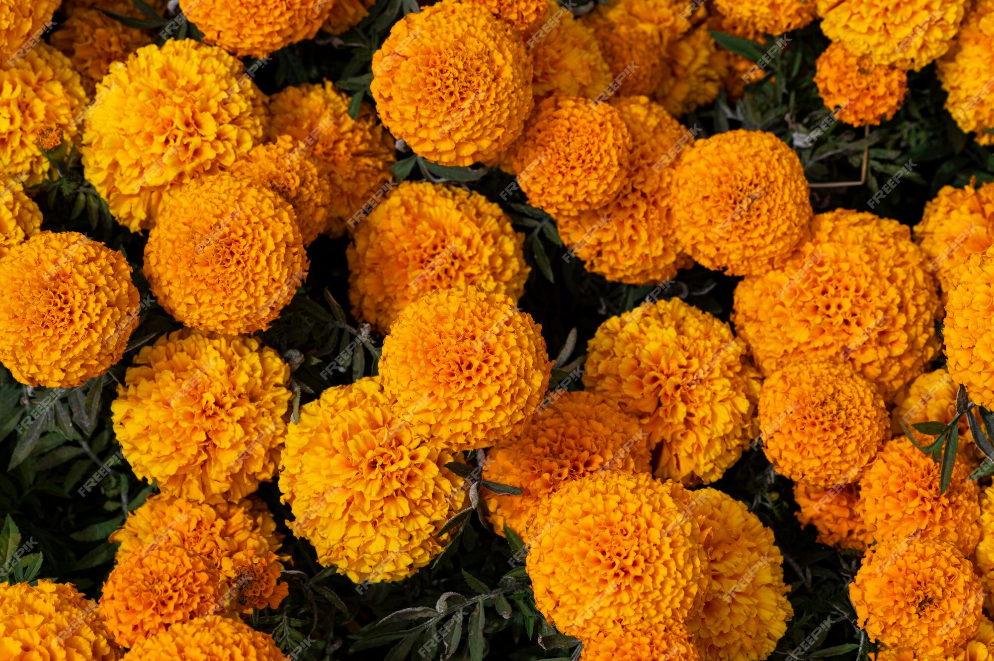 Page 11 | Calendula Images - Free Download on Freepik