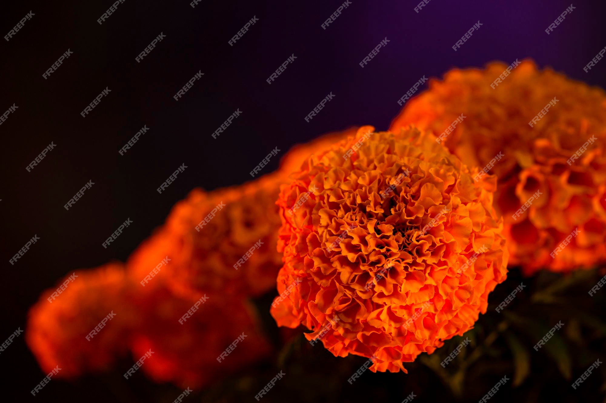 Premium Photo | Cempasuchil yellow marigold flowers cempazchitl for altars  of day of the dead mexico