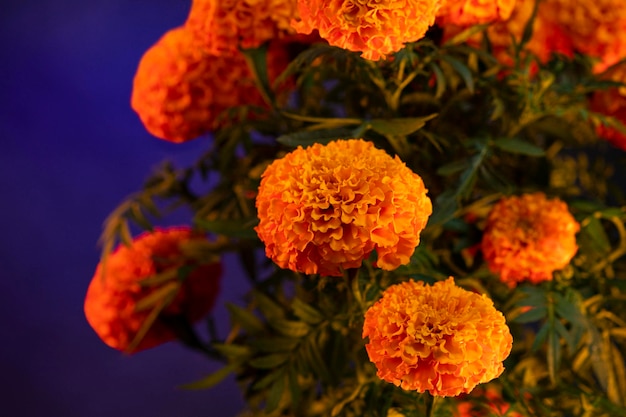 Cempasuchil yellow marigold flowers cempazchitl for altars of day of the dead mexico