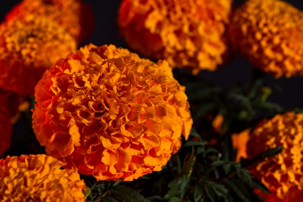 Foto cempasuchil fiori di calendula gialli cempazchitl per altari del giorno dei morti messico