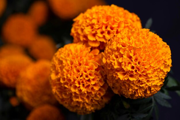 Cempasuchil yellow marigold flowers, cempazchitl flower for altars of day of the dead