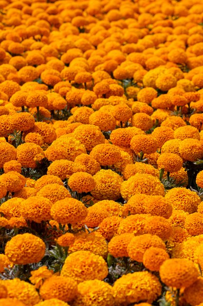 写真 死んだメキシコの日の祭壇の cempasuchil 黄色いマリーゴールドの花 cempazchitl