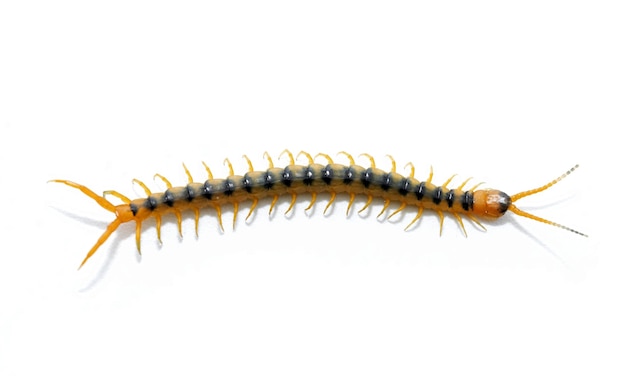 cenitipede scolopendra isolated on white background