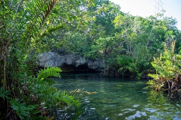 セノーテ メキシコ ユカタン半島の美しいセノーテ 透明な海とぶら下がっている根 チチェン イツァ 中央アメリカ