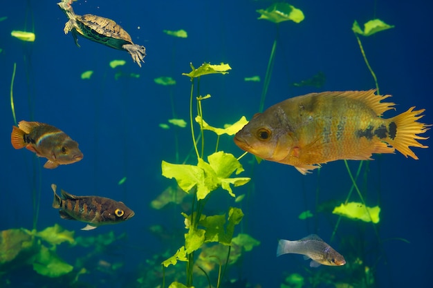 Cenote-sinkhole Cichlids vissen Riviera Maya