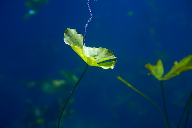 Cenote sinkhole waterplanten in Riviera Maya