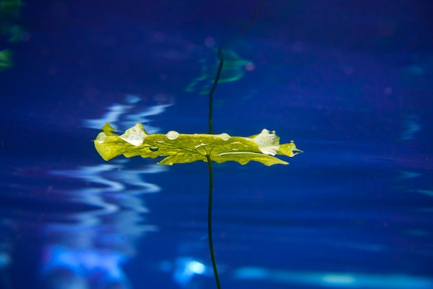 Cenote sinkhole waterplants in Riviera Maya