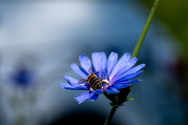 Centaurea cyanus и пчела