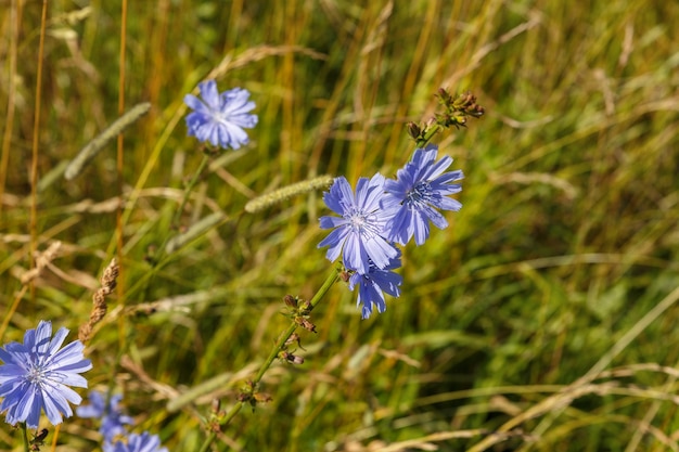 Centaurea cyanus. Blauwe bloemen op groen gras