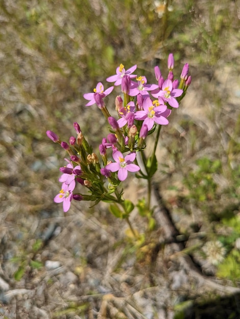 Centaurium bloemen