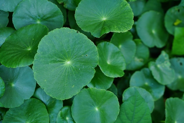 Centella asiatica achtergrond in de tuin