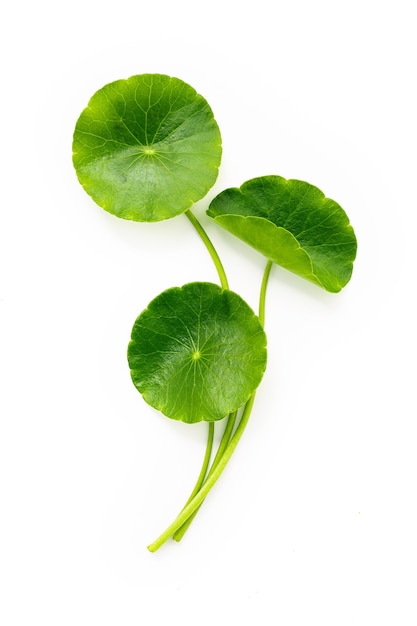 Centella asiatica bladeren geïsoleerd op een witte achtergrond.