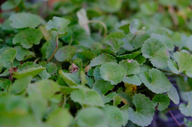 Centella asiatica, commonly known as gotu kola, kodavan, Indian pennywort and Asiatic pennywort.