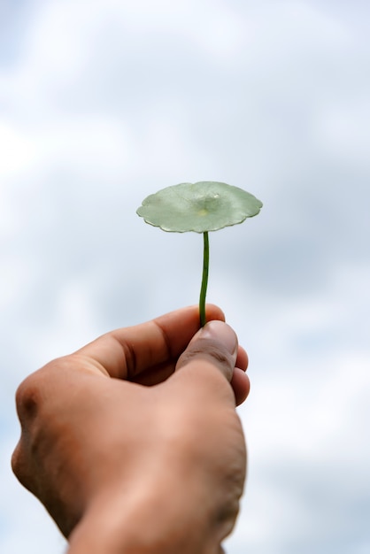 Foto centella asiatica a disposizione con cielo blu