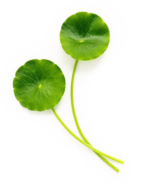 Centella asiatica foglie isolate su sfondo bianco.