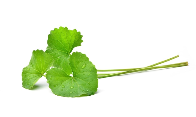 Foglie di centella asiatica con gocce d'acqua