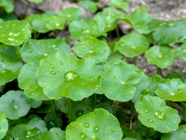 写真 centellaasiatica薬効がある薬用植物