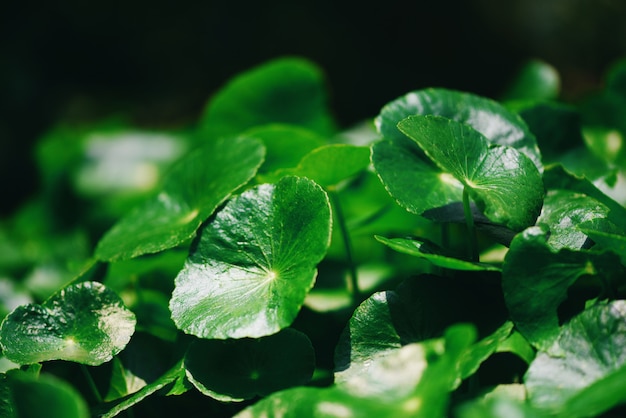 Centella asiatica verlaat het groene medische kruid van het aardblad in de tuin