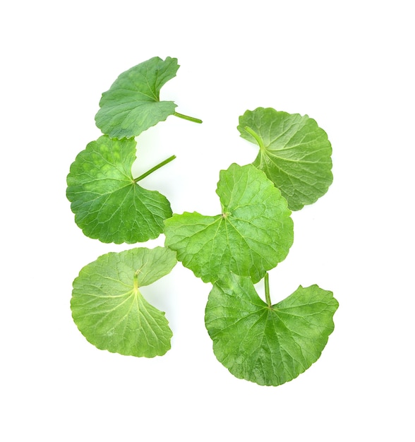 Photo centella asiatica  on white background.