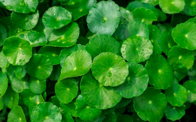 Photo centella asiatica