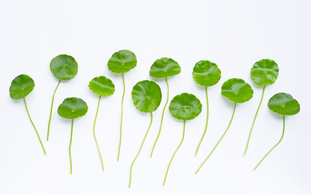 Foglie di centella asiaticaa