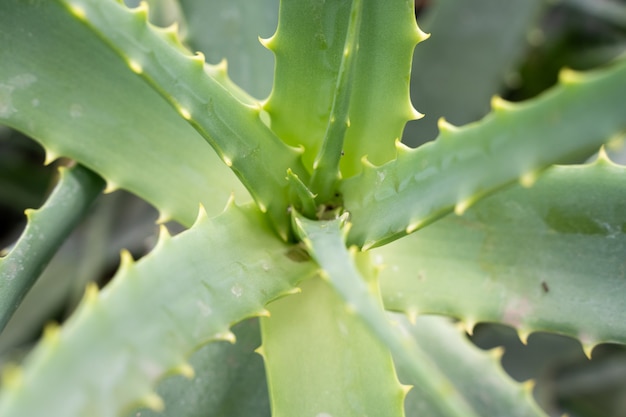 とげのある緑のアロエベラ植物の中心代替医療美容ヘルスケア天然物複数の使用の利点の概念