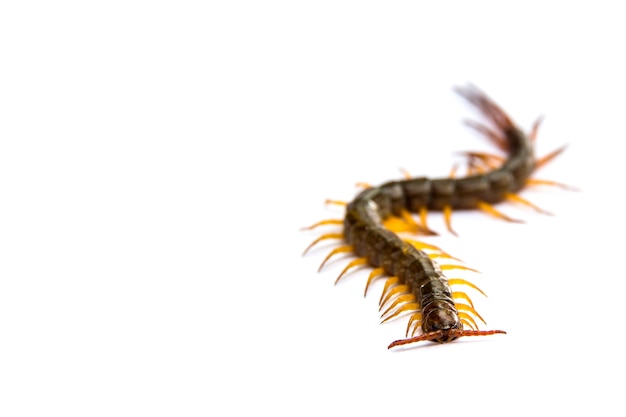 Centipede in front of white background, worm