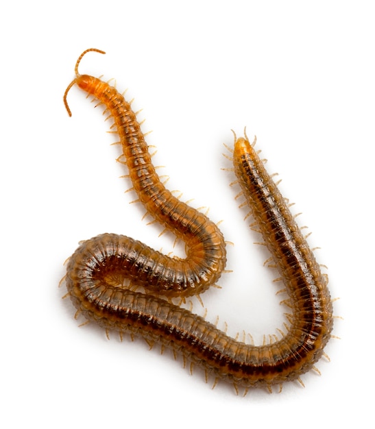 Centipede in front of white background