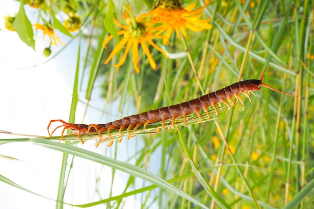 Centipede on green grass with flower nature landscape