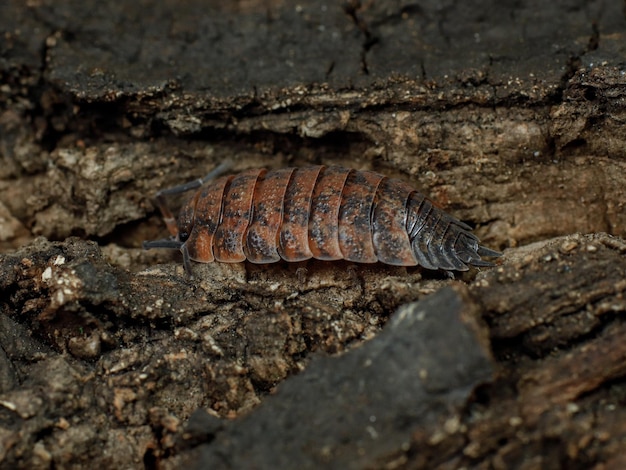 A centipede is on a tree trunk in the woods.