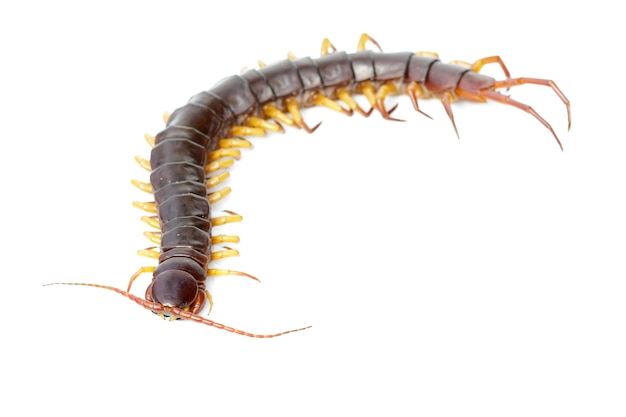 Centipede isolated