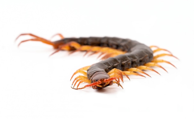 Centipede isolated 