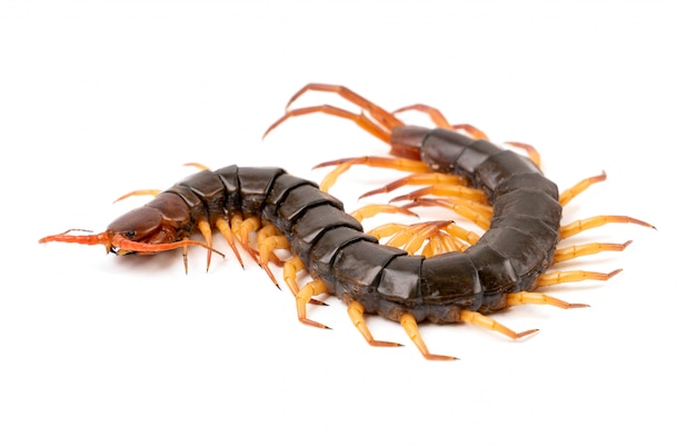 Centipede isolated 