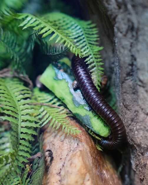 アムステルダム動物園で展示されている葉の上のムカデ