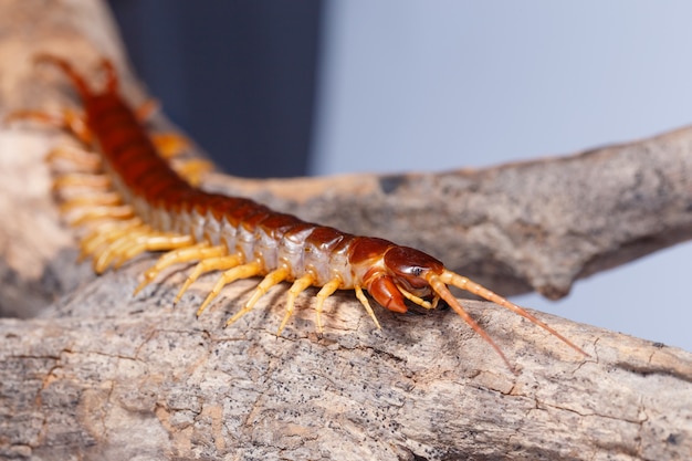 Centipede on tree branch