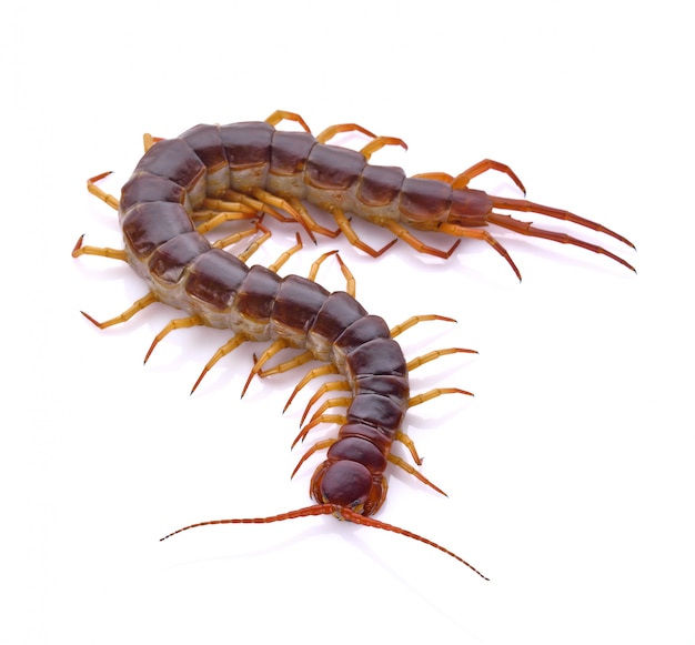 Centipede on white background