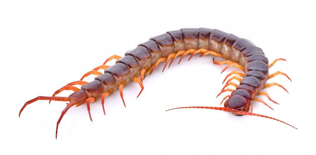 Photo centipede on white background