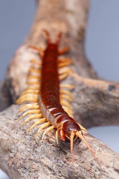 centipede