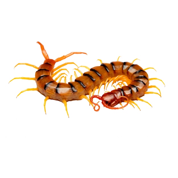 Centipedes are elongated segmented metameric creatures with one pair of legs per body segment