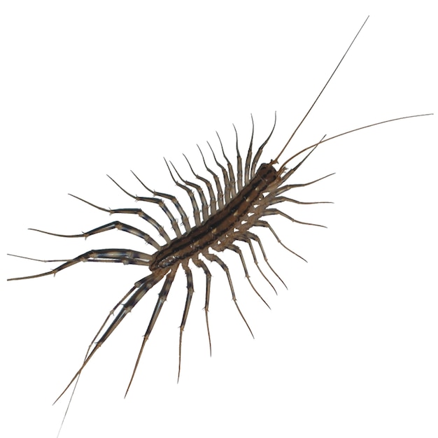 Photo centipedes are elongated segmented metameric creatures with one pair of legs per body segment