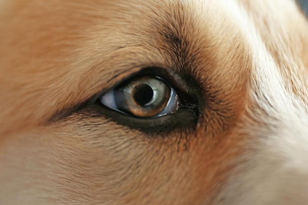 Centraal-Aziatische herder puppy close-up