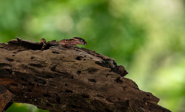 Photo the central american banded gecko is a mediumsized gecko species in the genus coleonyx native to central america and first described by wilhelm peters in 1863