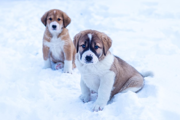 Central Asian sheepdog, Asian Shepherd puppies in winter day