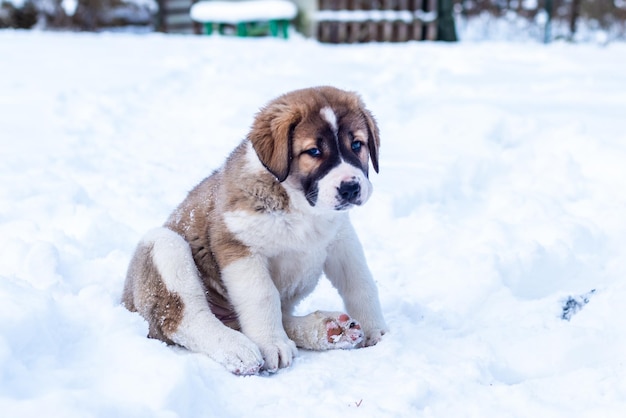 セントラルアジアシェップドッグ、冬の日のアジアシェパードの子犬