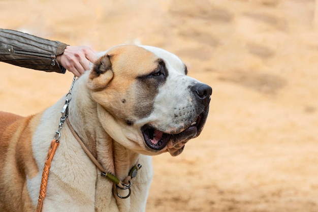 ドッグショーでのアラバイとしても知られる中央アジアの羊飼いの犬