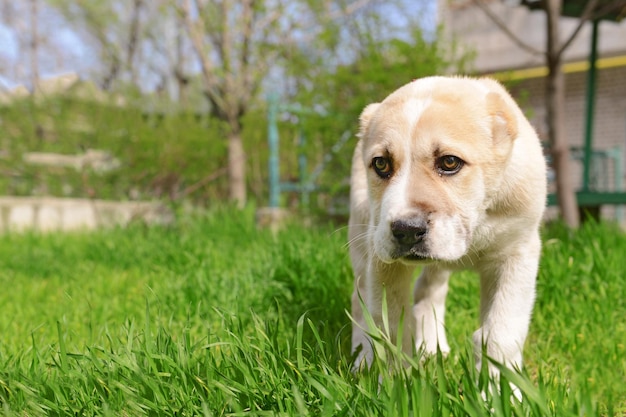 Central Asian Shepherd puppy buiten op het gras