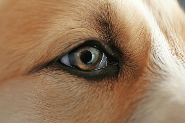 Central Asian Shepherd puppy closeup